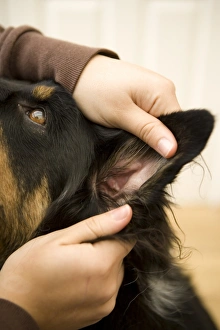 Domestic Dog, Border Collie, adult male, with owner inspecting ear, England, november