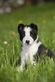 Pups Prints: Domestic Dog, Border Collie, puppy, sitting in meadow, Cumbria, England, June