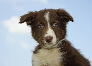 Dog Prints: Domestic Dog, Border Collie, puppy, close-up of head, England, june