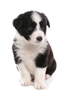 Pups Prints: Domestic Dog, Border Collie, puppy, sitting