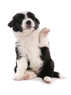 Cute Prints: Domestic Dog, Border Collie, puppy, sitting with front paw up