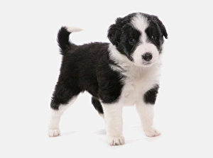 Sheep Dogs Prints: Domestic Dog, Border Collie, puppy, standing