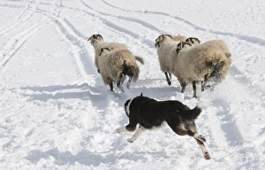 Flock Prints: Domestic Dog, Border Collie sheepdog