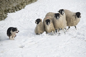 Domestic Dog, Border Collie sheepdog, adult, herding Swaledale sheep ewes in snow, Hawes, Wensleydale