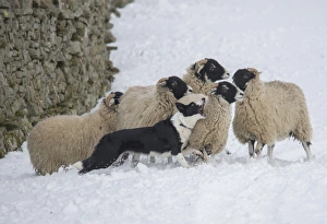 Domestic Dog, Border Collie sheepdog, adult, herding Swaledale sheep ewes in snow, Hawes, Wensleydale