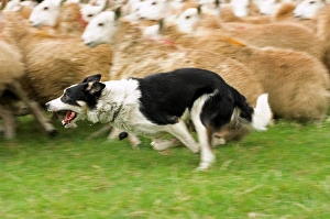 Domestic Dog, Border Collie sheepdog, running, rounding up sheep flock, Wales