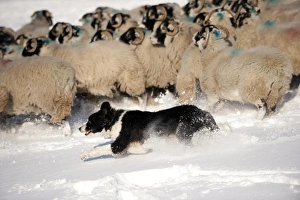 Domestic Dog, Border Collie sheepdog, adult, herding Swaledale sheep flock in snow, Cumbria, England, november