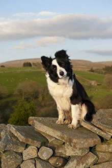 Domestic Dog, Border Collie sheepdog, adult, sitting on drystone wall in upland farm, England, april
