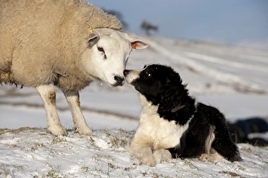 Domestic Dog, Border Collie sheepdog, adult, nose to nose with Texel ram in snow, England, december