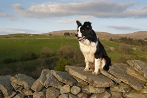 Stone Prints: Domestic Dog, Border Collie sheepdog