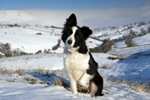 Domestic Dog, Border Collie sheepdog, adult, sitting in snow on fell, Cumbria, England, december