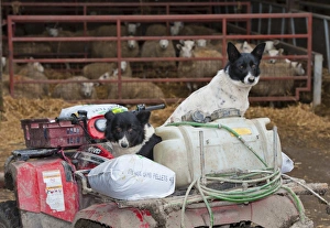 Domestic Dog, Border Collie sheepdog, two adults, sitting on quad bike in farmyard