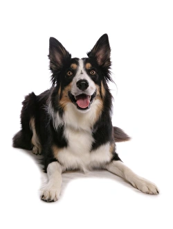 Sheep Dogs Prints: Domestic Dog, Border Collie, tricolour adult, laying