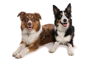 Sheep Dogs Prints: Domestic Dog, Border Collie, two tricolour adults, laying