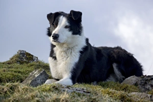 Domestic Dog, Border Collie, working sheepdog, adult, laying on moorland, Cumbria, England, February