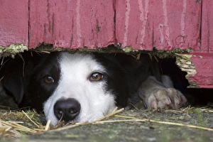 Trending: Domestic Dog, Border Collie, working sheepdog