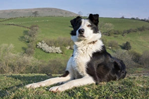 Domestic Dog, Border Collie, working sheepdog, adult, laying on moorland, Cumbria, England, April