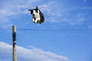 Domestic Dog, Border Collie, working sheepdog, adult, jumping barbed wire livestock fence on moorland, Cumbria