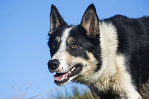 Domestic Dog, Border Collie, working sheepdog, adult, close-up of head, alert, England, December