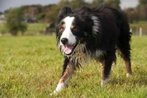 Domestic Dog, Border Collie, working sheepdog, adult, watching sheep in pasture, England, October