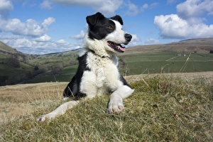 Domestic Dog, Border Collie, working sheepdog, adult, panting, laying on moorland, Cumbria, England, April