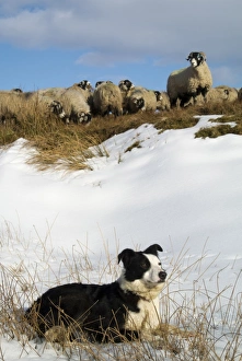 Domestic Dog, Border Collie, working sheepdog, adult, laying on snow beside Swaledale sheep flock, Cumbria, England