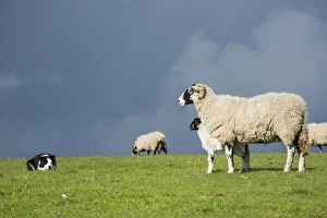 Domestic Dog, Border Collie, working sheepdog, adult, working Swaledale ewe and lamb in pasture, Cumbria, England, May