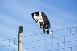Domestic Dog, Border Collie, working sheepdog, adult, jumping wire livestock fence on moorland, Cumbria, England, April