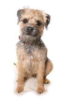 Domestic Dog, Border Terrier, adult, sitting, with collar