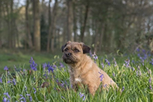 Domestic Dog, Border Terrier, adult, sitting in Bluebell (Endymion non-scriptus) flowering mass in deciduous woodland