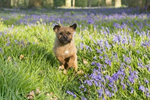 Domestic Dog, Border Terrier, adult, running in Bluebell (Endymion non-scriptus) flowering mass in deciduous woodland