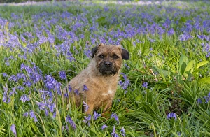 Domestic Dog, Border Terrier, adult, sitting in Bluebell (Endymion non-scriptus) flowering mass in deciduous woodland