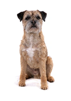 Domestic Dog, Border Terrier, adult male, sitting domestic dog border terrier adult male sitting