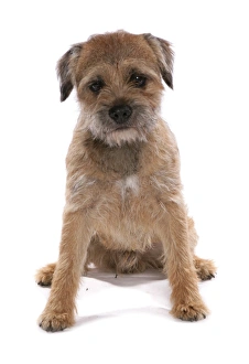 Domestic Dog, Border Terrier, adult, sitting