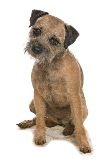 Domestic Dog, Border Terrier, adult, sitting