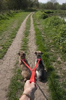 Hand Prints: Domestic Dog, Border Terrier, two adults