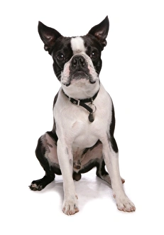 Collar Prints: Domestic Dog, Boston Terrier, adult male, sitting, with collar and tag