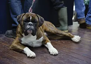 Mart Prints: Domestic Dog, Boxer, adult, laying on wooden floor at livestock market