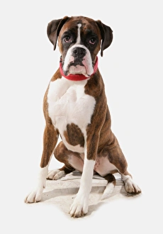 Dog Prints: Domestic Dog, Boxer, adult, sitting, with collar