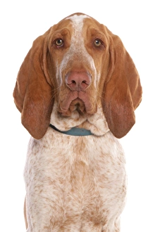Collar Prints: Domestic Dog, Bracco Italiano, adult male, close-up of head, with collar