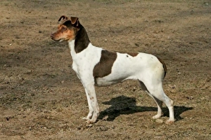 Pedigree Prints: Domestic Dog, Brazilian Terrier, adult female, standing