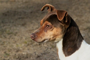 Domestic Dog, Brazilian Terrier, adult female, close-up of head