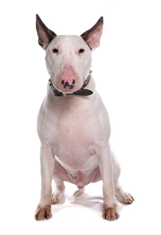 Trending: Domestic Dog, Bull Terrier, adult male, sitting, with collar