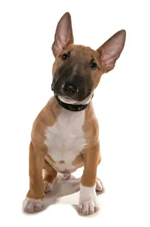 Cute Prints: Domestic Dog, Bull Terrier, puppy, sitting, with collar