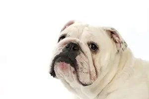Dog Prints: Domestic Dog, Bulldog, adult female, close-up of head