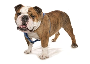 Bulldogs Prints: Domestic Dog, Bulldog, adult male, standing, with harness