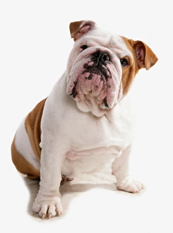 Editor's Picks: Domestic Dog, Bulldog, adult, sitting