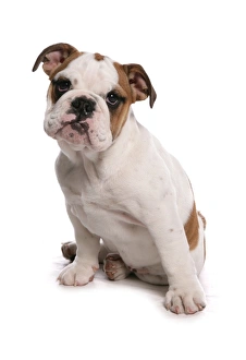 Funny Prints: Domestic Dog, Bulldog, puppy, sitting