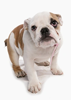 Pups Prints: Domestic Dog, Bulldog, puppy, standing