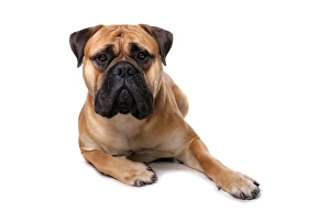 Mastiffs Prints: Domestic Dog, Bullmastiff, adult male, laying